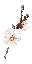 White Cherry Blossom Branch